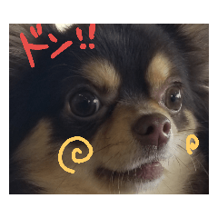 [LINEスタンプ] 日常に使えるわんこスタンプ❤️ 