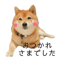 [LINEスタンプ] 柴犬の八朔