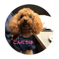 [LINEスタンプ] トイプードルのふぁど2です