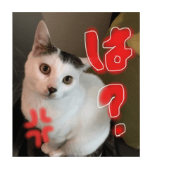 [LINEスタンプ] マロコロギー 
