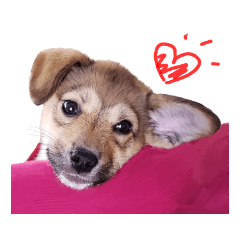 [LINEスタンプ] ごきげんモモさん