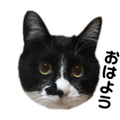 [LINEスタンプ] トラとフク 