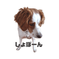[LINEスタンプ] ブリタニーすず2