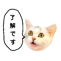 [LINEスタンプ] 仔猫のキキその2