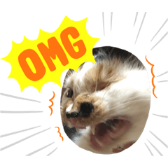 [LINEスタンプ] 保護猫ほーさんの日常
