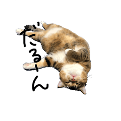[LINEスタンプ] 髙野ん家のねこといぬ 