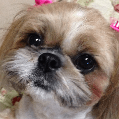 [LINEスタンプ] シーズー犬チョコ 