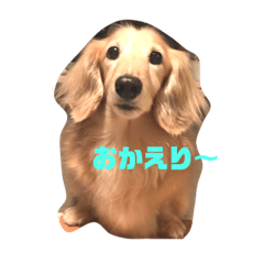 [LINEスタンプ] 小太郎スタンプ  ミニチュアダックスフント 