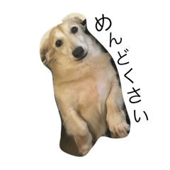 [LINEスタンプ] やまぱぴあしゅふーもか 