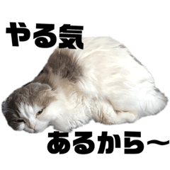 [LINEスタンプ] 折れ耳ネコが可愛く煽る 