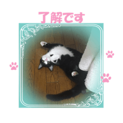 [LINEスタンプ] 猫背のぎんちゃんのモデル猫さん