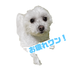 うちのワンコのつぶやき