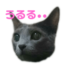[LINEスタンプ] うちの猫ぱにお3