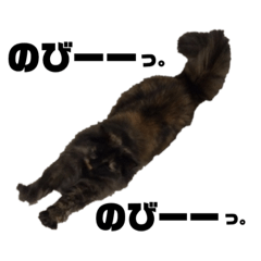 [LINEスタンプ] 猫たちの日常会話01