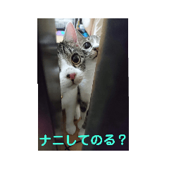 [LINEスタンプ] れお・モカ猫スタンプ1の画像（メイン）