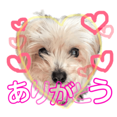[LINEスタンプ] わんころです