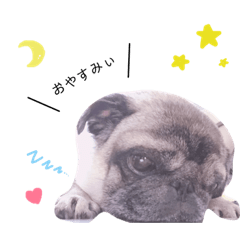 [LINEスタンプ] パグのももとここ