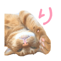 [LINEスタンプ] ツンデレきーくん