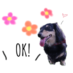 [LINEスタンプ] ミニチュアダックスフント ココの日常
