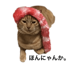 [LINEスタンプ] リリと茶太郎