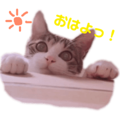 [LINEスタンプ] ちょびの1日