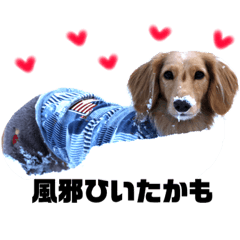 [LINEスタンプ] 仲良しダックス りくはるかりん第4弾