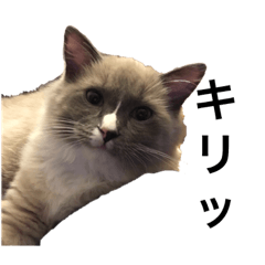 [LINEスタンプ] うちのかいちゃん 