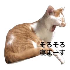 [LINEスタンプ] タマにマタタビ 