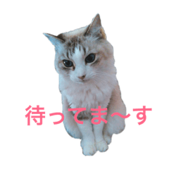 [LINEスタンプ] 愛猫モコたん