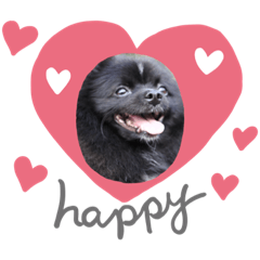 [LINEスタンプ] ポメラニアンのノア君