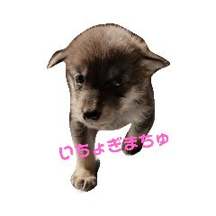 [LINEスタンプ] 狼犬 ウルフドック Crystal Dogsの狼たち2