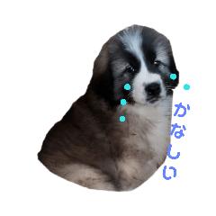 [LINEスタンプ] 犬 Crystal Dogs 犬たち4