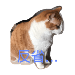 [LINEスタンプ] ねこのきょんちゃん