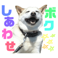 [LINEスタンプ] ライくんのスタンプ
