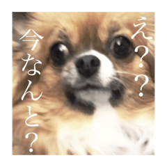 [LINEスタンプ] てぃあらです。 
