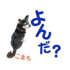 [LINEスタンプ] 黒柴犬こまちの感情