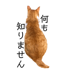 [LINEスタンプ] 猫時々犬。