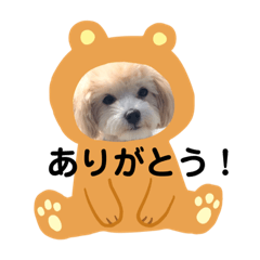 [LINEスタンプ] マルプー ラテのほのぼの日常会話スタンプ