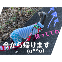 [LINEスタンプ] イタグレライフ