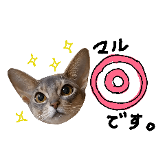 [LINEスタンプ] アビシニアンの猫スタンプ(クゥちゃん)