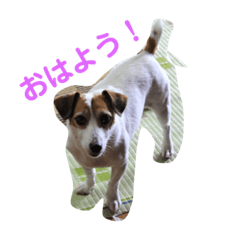 [LINEスタンプ] 【ジャックラッセルテリア】リュサ
