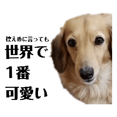[LINEスタンプ] 世界で一番可愛いひめちゃん