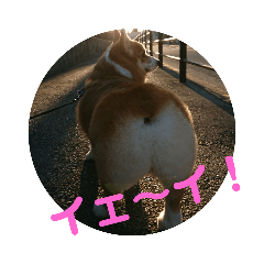 [LINEスタンプ] 桃尻☆パウくん