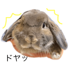 [LINEスタンプ] うさぎのカツオ