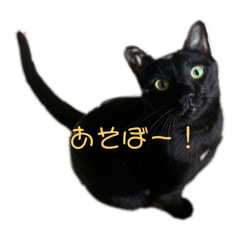 [LINEスタンプ] 黒猫ミミ