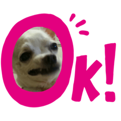 [LINEスタンプ] ちわわのええ感じの毎日