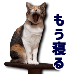 [LINEスタンプ] ちょっと変なうちの猫