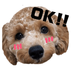 [LINEスタンプ] トイプードルめるちゃん3