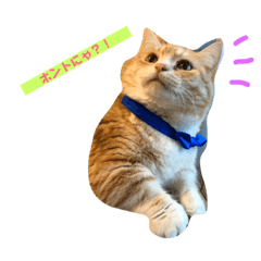 [LINEスタンプ] 猫の日記念♪ちっぷ＆ぷぅちゃんスタンプ