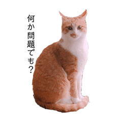 [LINEスタンプ] 猫こまちの日常